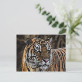 Gorgeous Tiger Sleek Wildcat Face Postkarte (Stehend Vorderseite)