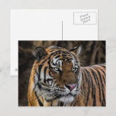 Gorgeous Tiger Sleek Wildcat Face Postkarte (Vorne/Hinten)