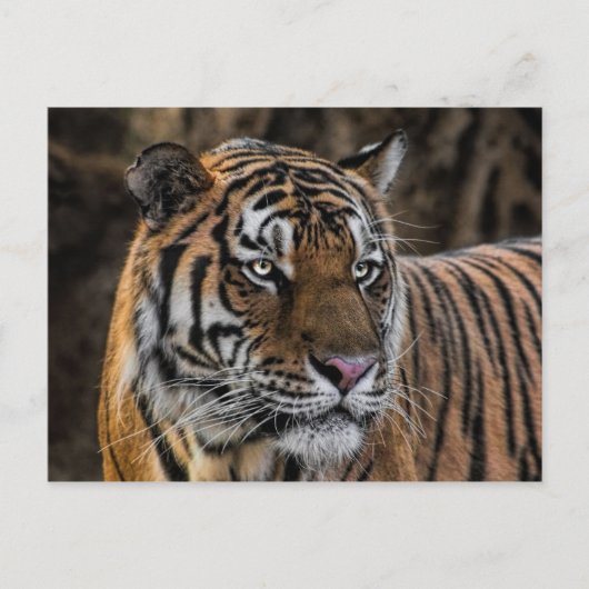 Gorgeous Tiger Sleek Wildcat Face Postkarte (Vorderseite)