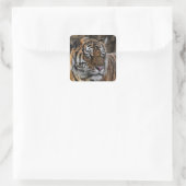 Gorgeous Tiger Wildcat Face Quadratischer Aufkleber (Tasche)