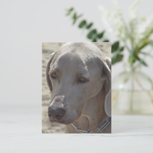 Gorgeous Weimaraner Postkarte (Stehend Vorderseite)