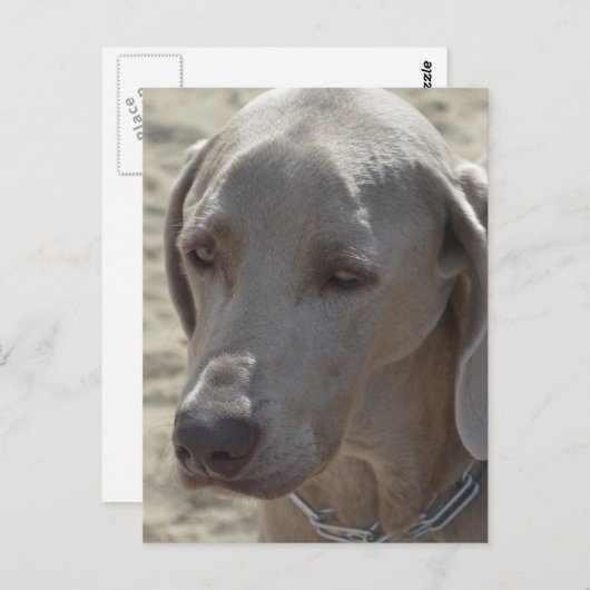Gorgeous Weimaraner Postkarte (Vorne/Hinten)