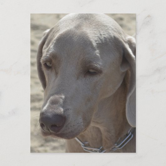 Gorgeous Weimaraner Postkarte (Vorderseite)