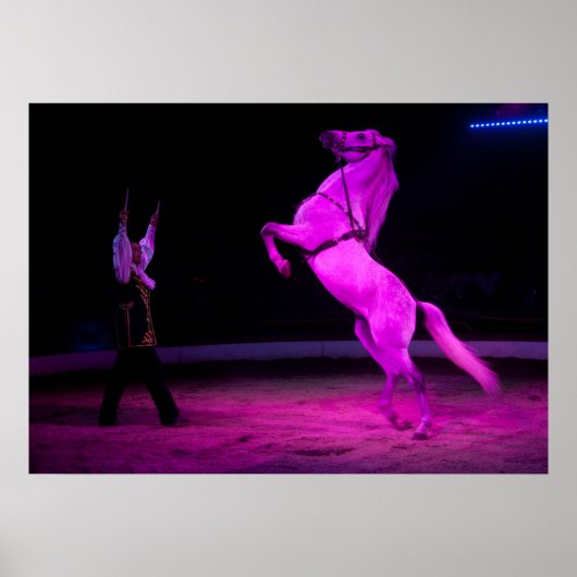 Gorgeous White Circus Horse Poster (Vorne)