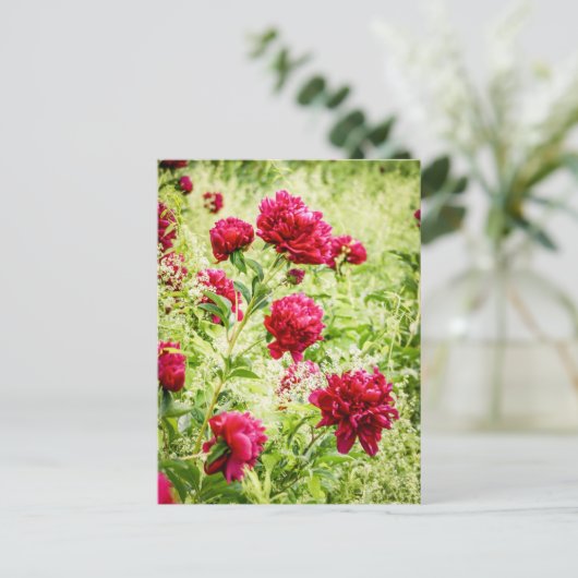 Gorgeous Wild Peony Blume Postkarte (Stehend Vorderseite)