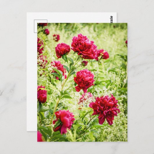 Gorgeous Wild Peony Blume Postkarte (Vorne/Hinten)