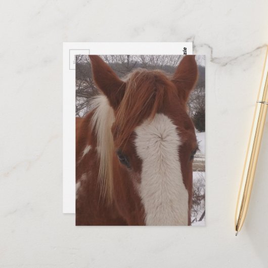 Gorgeous Winter Paint Horse Mare Postkarte (Vorderseite/Rückseite Beispiel)