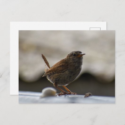 Gorgeous Wren Postkarte (Vorne/Hinten)