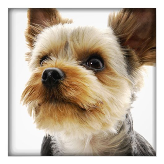 Gorgeous Yorkshire Terrier Fotodruck (Vorne)