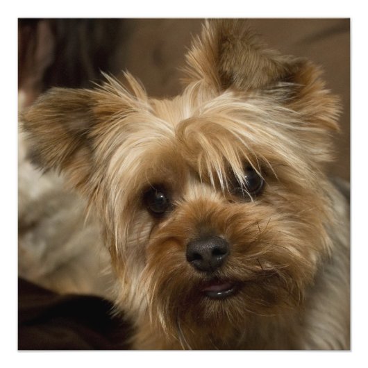 Gorgeous Yorkshire Terrier Fotodruck (Vorne)