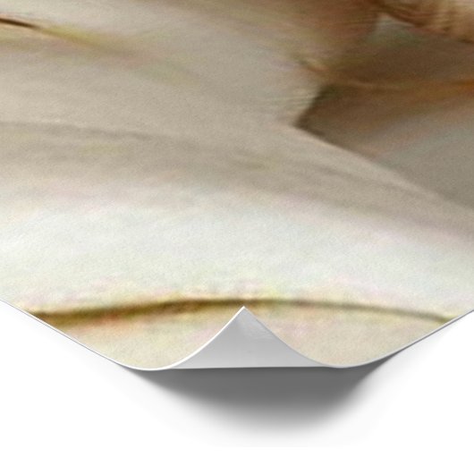 Gorgeous Yorkshire Terrier Poster (Ecke)