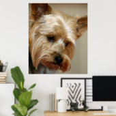 Gorgeous Yorkshire Terrier Poster (Heimbüro)