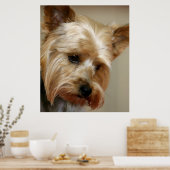 Gorgeous Yorkshire Terrier Poster (Küche)