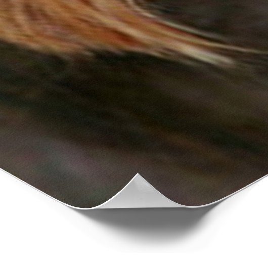 Gorgeous Yorkshire Terrier Poster (Ecke)