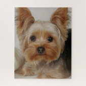Gorgeous Yorkshire Terrier Puzzle (Vertikal)