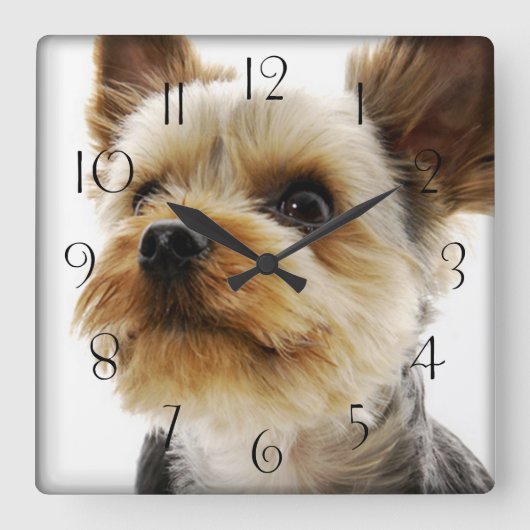 Gorgeous Yorkshire Terrier Quadratische Wanduhr (Vorderseite)