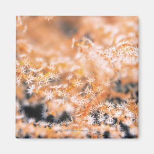 Gorgonian Koralle 2 Magnet