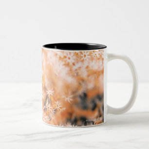 Gorgonian Koralle 2 Zweifarbige Tasse