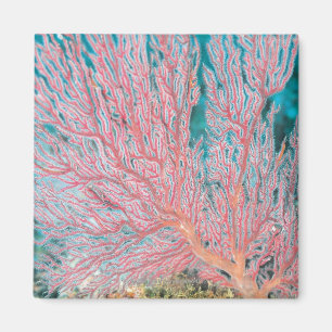 Gorgonian Koralle 3 Magnet