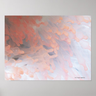 Gorgonian Koralle 4 Poster