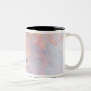 Gorgonian Koralle 4 Zweifarbige Tasse