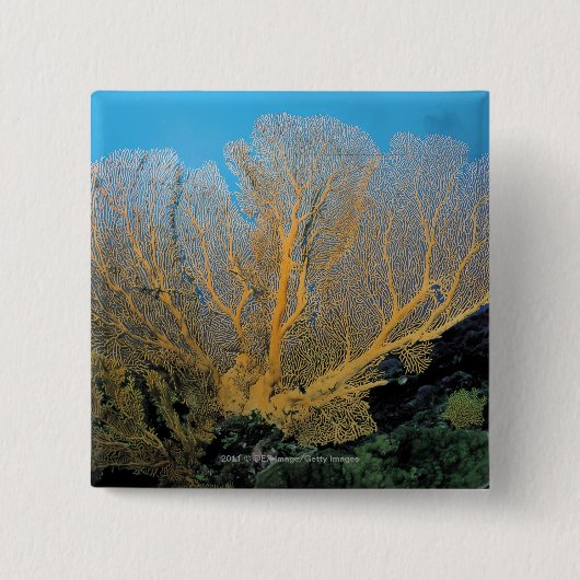 Gorgonian Koralle Button (Vorderseite)