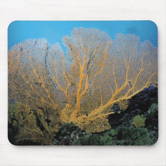 Gorgonian Koralle Mousepad (Vorne)