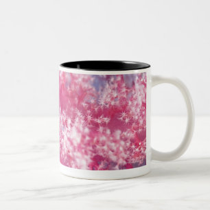 Gorgonian Koralle Zweifarbige Tasse
