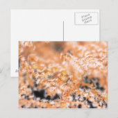 Gorgonische Koralle 2 Postkarte (Vorne/Hinten)