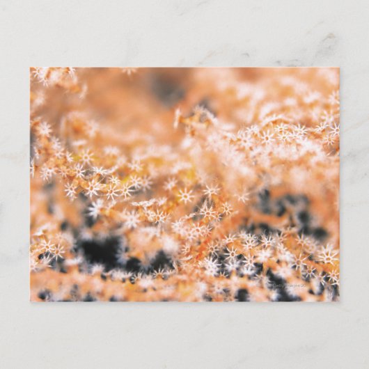 Gorgonische Koralle 2 Postkarte (Vorderseite)