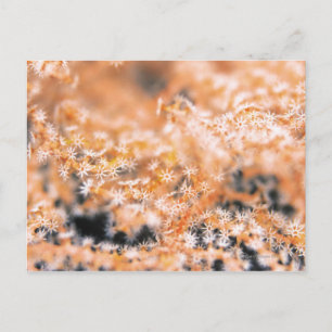 Gorgonische Koralle 2 Postkarte