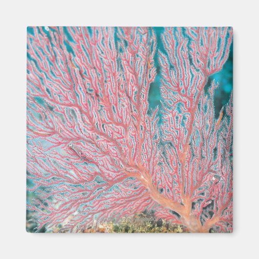 Gorgonische Koralle 3 Magnet (Vorne)
