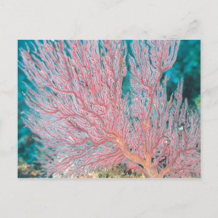 Gorgonische Koralle 3 Postkarte