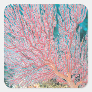 Gorgonische Koralle 3 Quadratischer Aufkleber