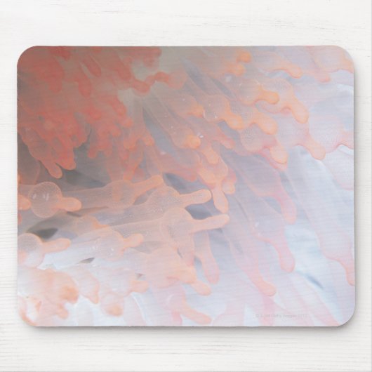 Gorgonische Koralle 4 Mousepad (Vorne)