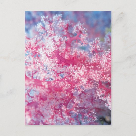 Gorgonische Koralle Postkarte (Vorderseite)