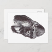 GORILA FEIERTAGSPOSTKARTE (Vorne/Hinten)