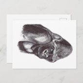GORILA POSTKARTE (Vorne/Hinten)