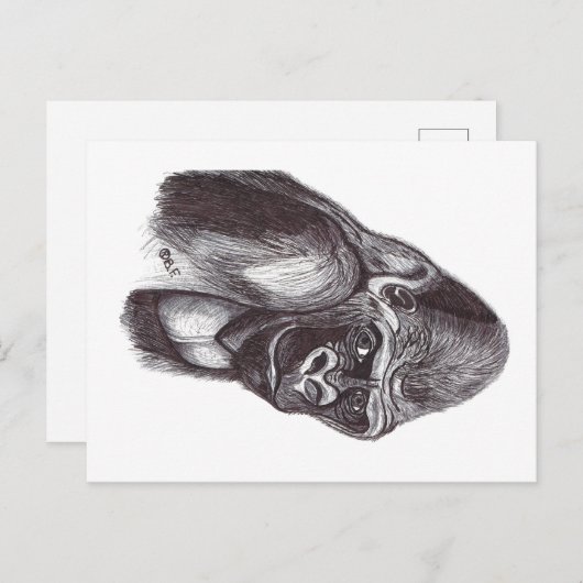 GORILA POSTKARTE (Vorne/Hinten)