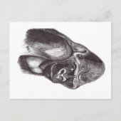 GORILA POSTKARTE (Vorderseite)