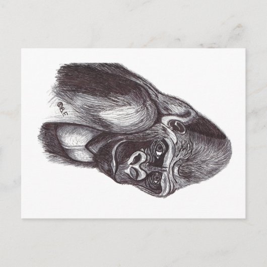 GORILA POSTKARTE (Vorderseite)