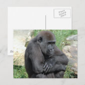 Gorila Sitting Postcard Postkarte (Vorne/Hinten)