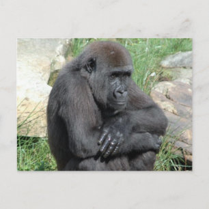 Gorila Sitting Postcard Postkarte