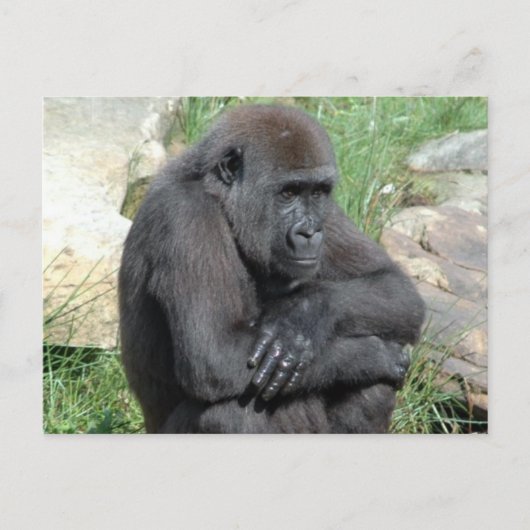 Gorila Sitting Postcard Postkarte (Vorderseite)
