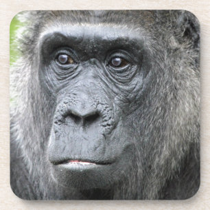 Gorilla 004 untersetzer