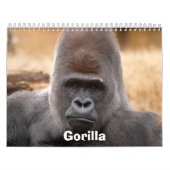 Gorilla_018, Gorilla Kalender (Titelbild)