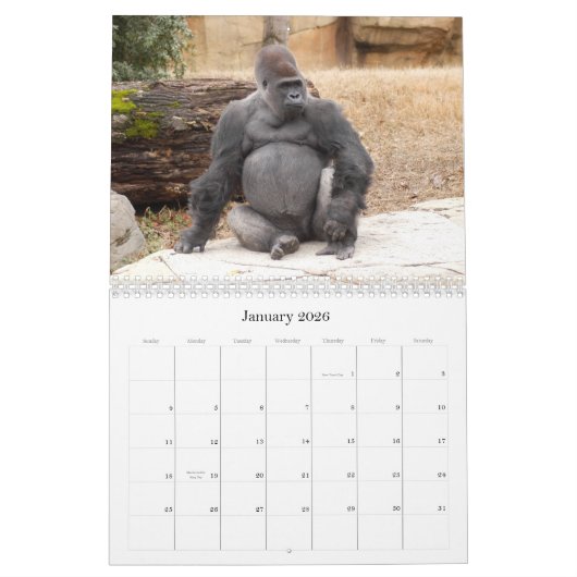 Gorilla_018, Gorilla Kalender (Jan 2026)