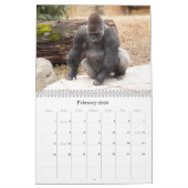 Gorilla_018, Gorilla Kalender (Feb 2026)