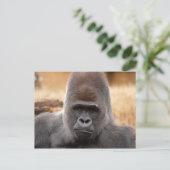 Gorilla_018 Postkarte (Stehend Vorderseite)
