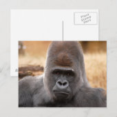 Gorilla_018 Postkarte (Vorne/Hinten)